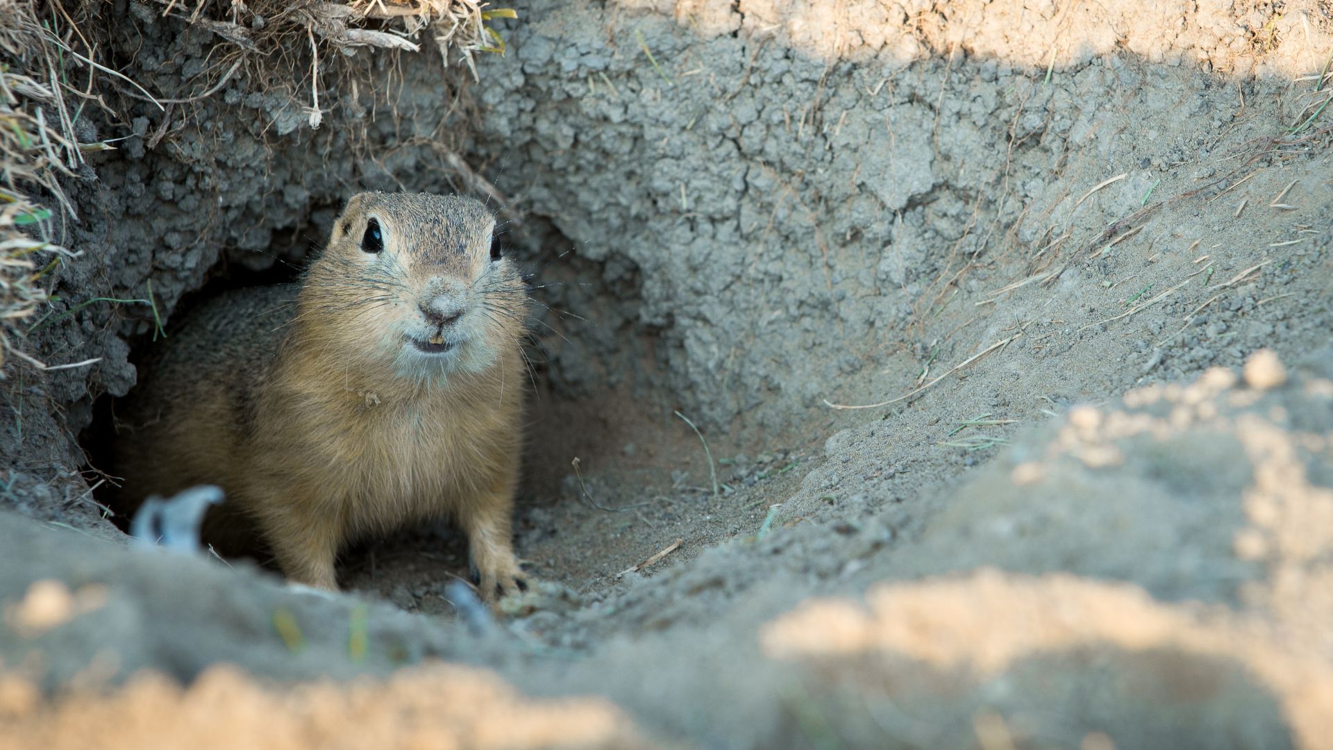 Ground squirrel peeking out of burrow in dry, cracked earth