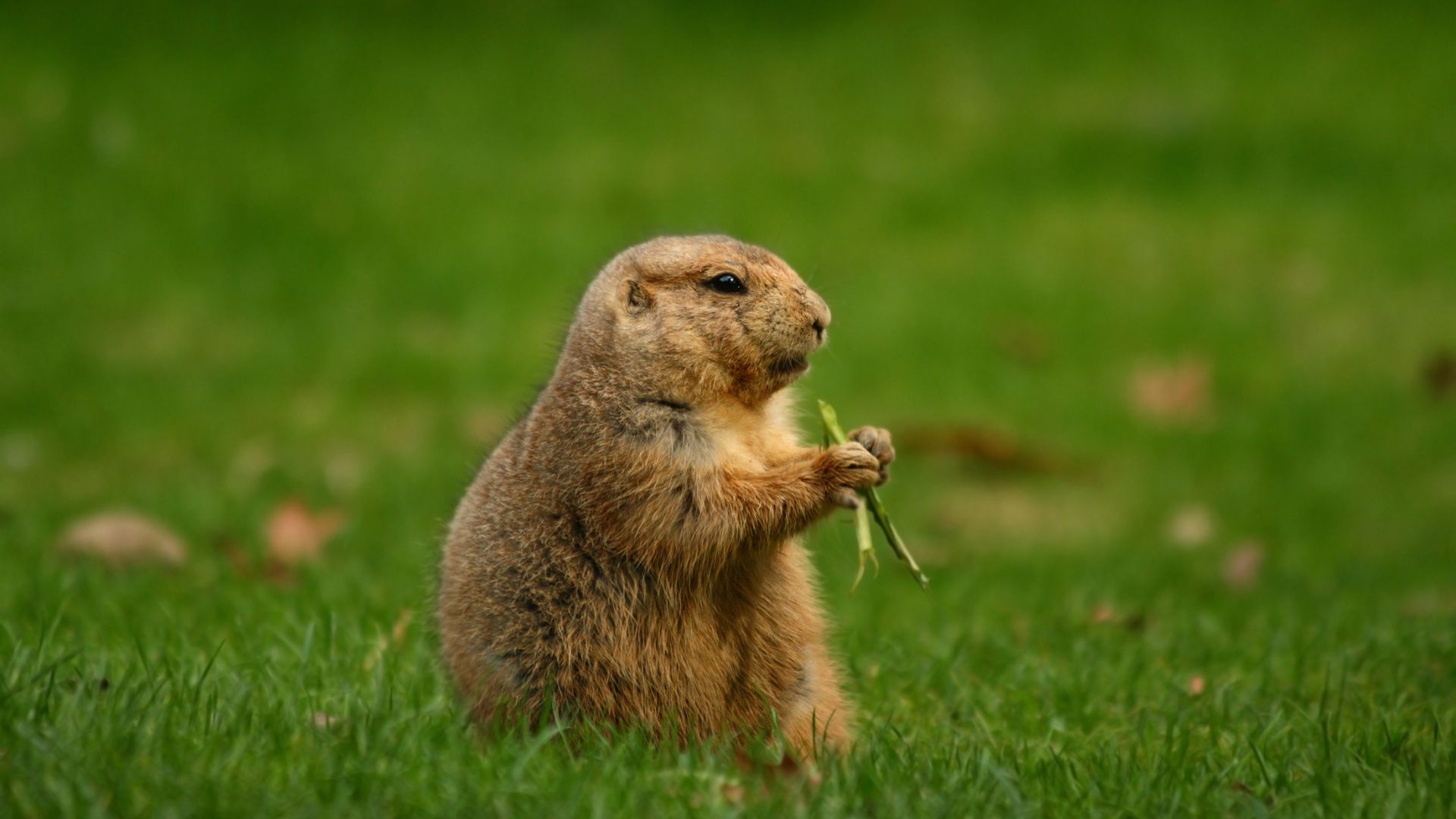 Furry prairie dog sitting upright, holding a leaf in green grassland