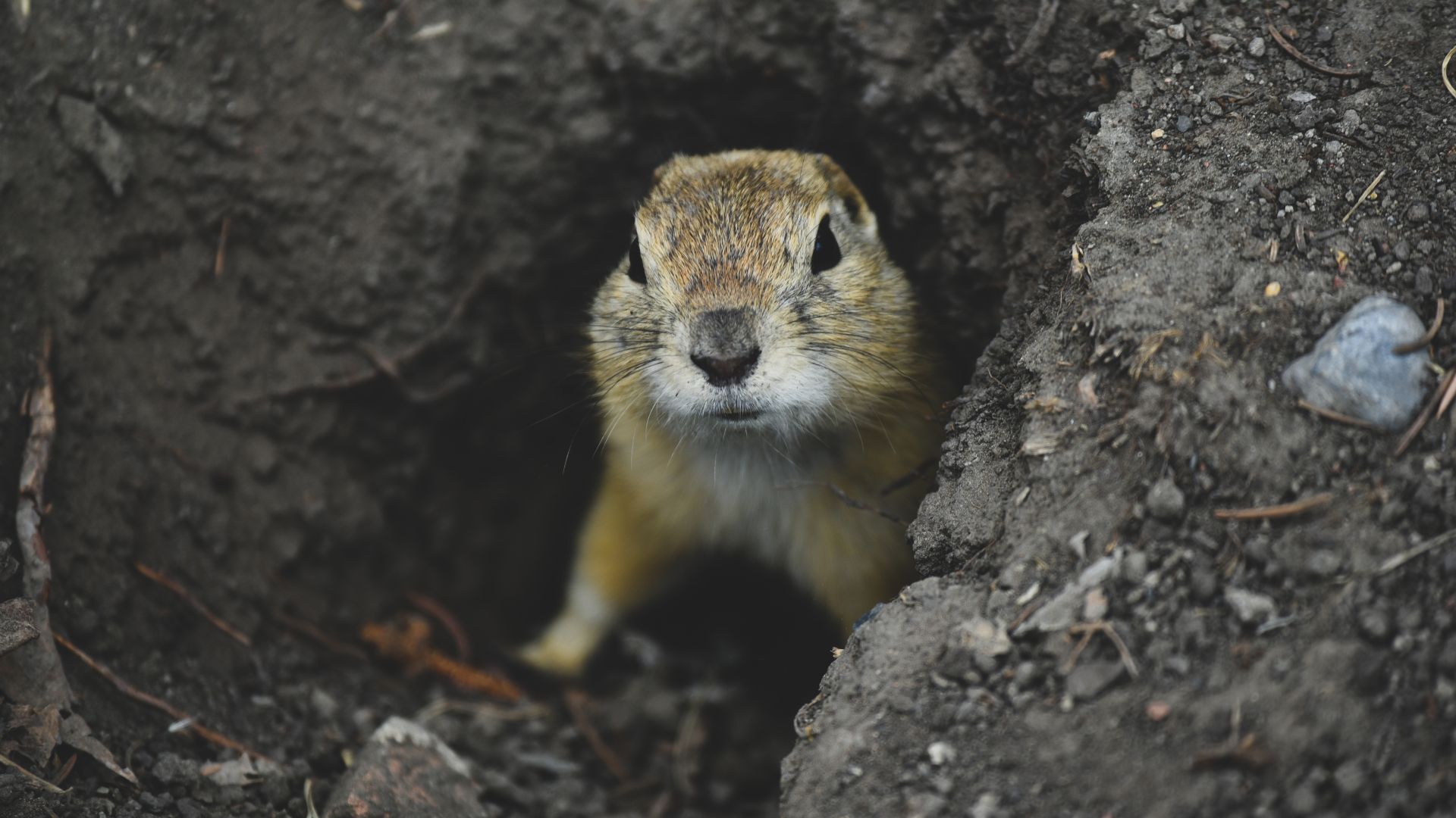 Ground squirrel peeking out from burrow in rocky dirt environment