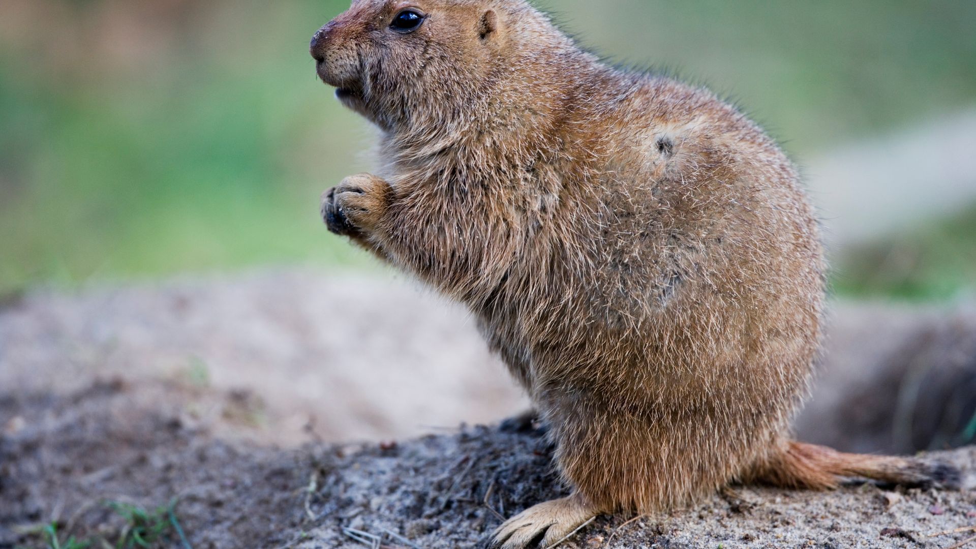 Furry brown marmot sitting alert on rocky ground with blurred background