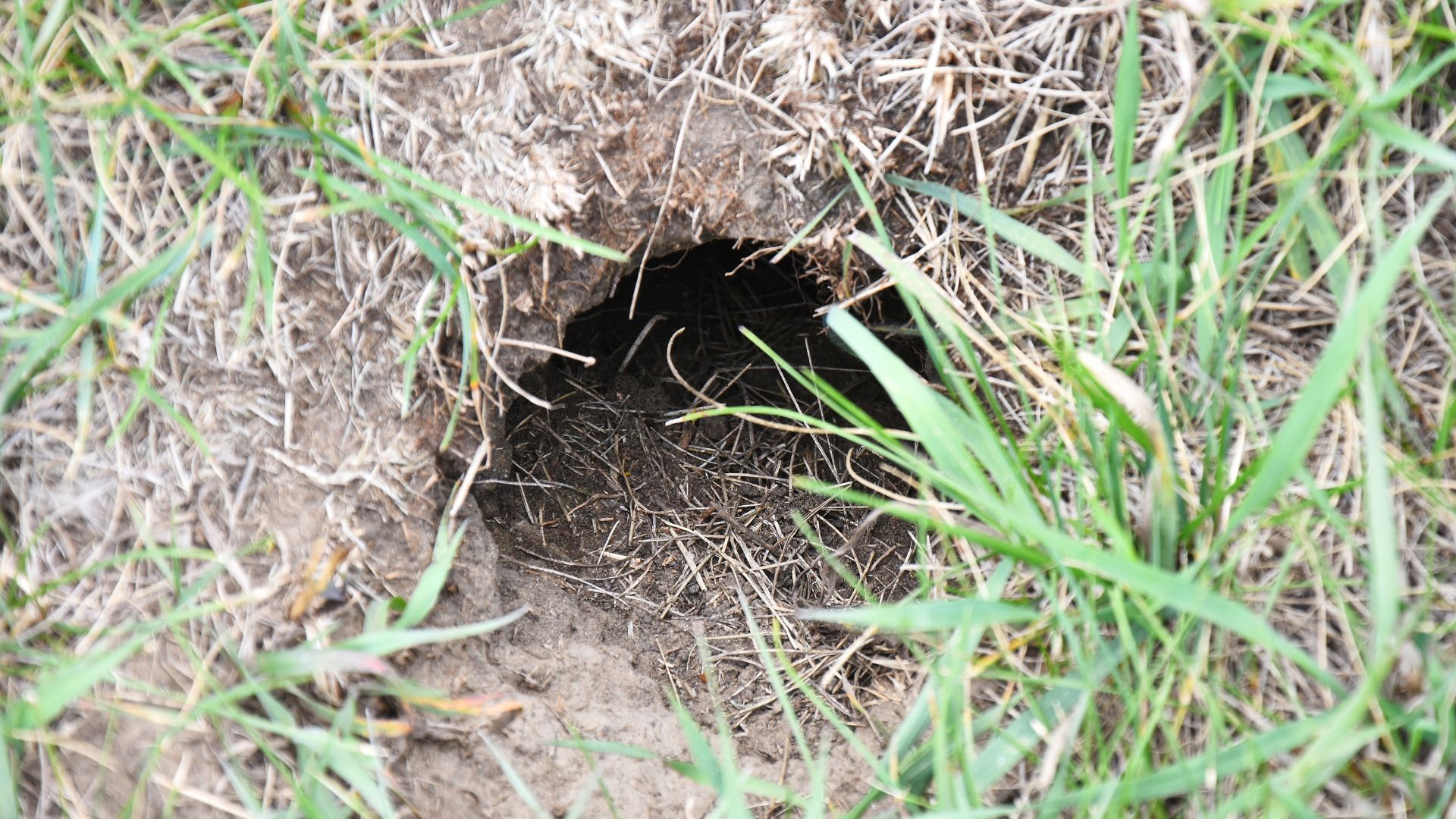 Small dark hole in grassy ground, possibly an animal burrow