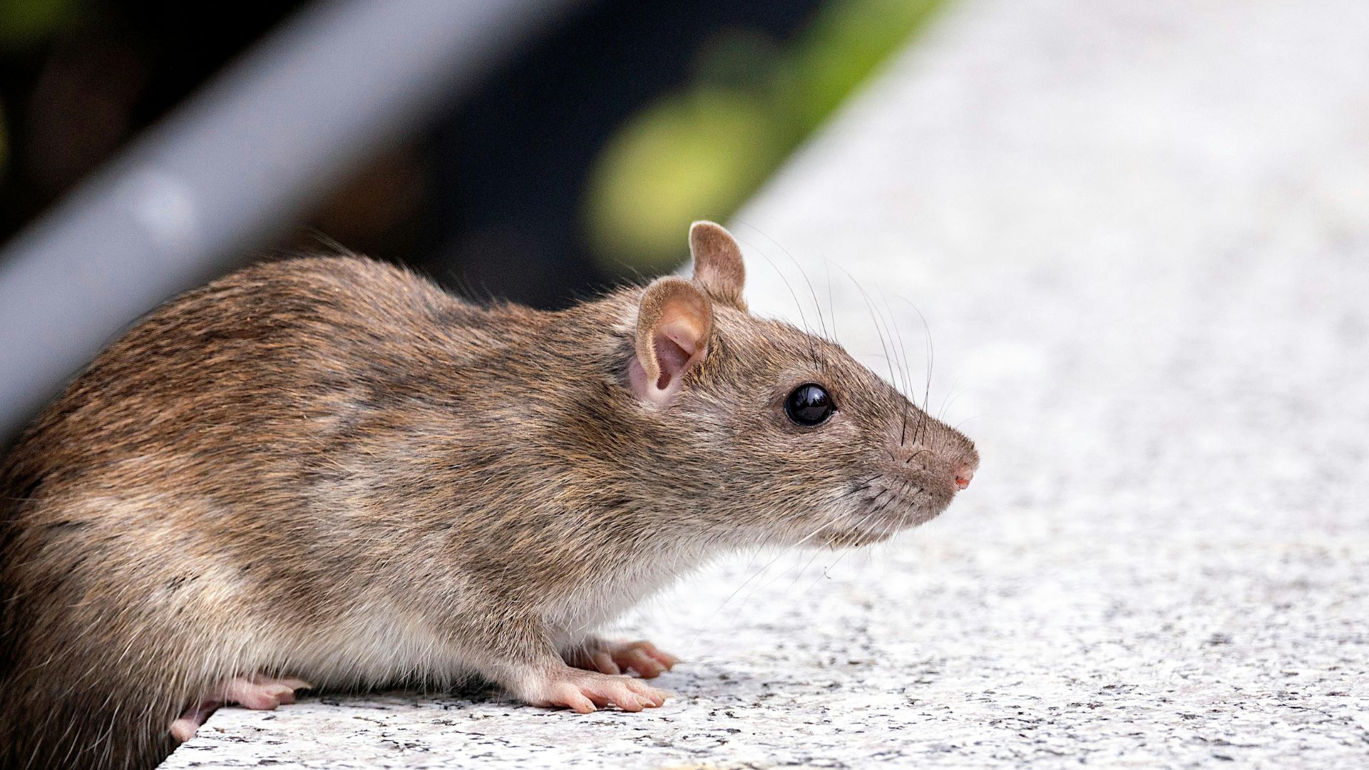 Brown rat sitting on a speckled surface, looking alert and attentive