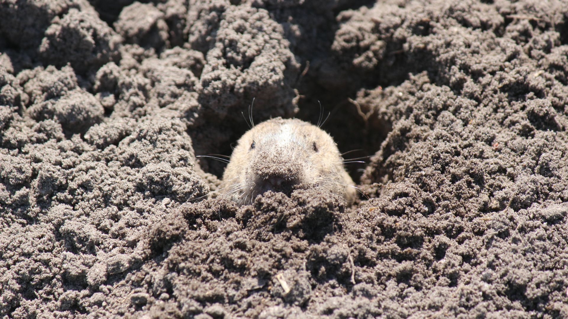 Gopher peeking out of a mound of freshly dug dirt