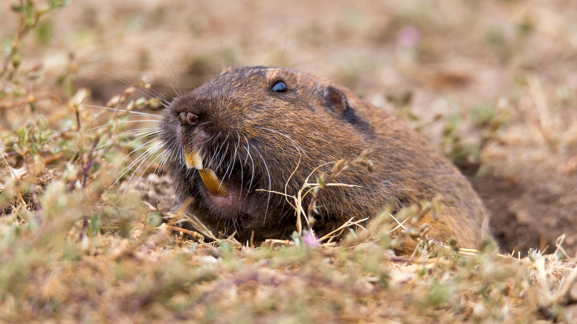 Gopher sitting in dry grass with yellow teeth and brown fur
