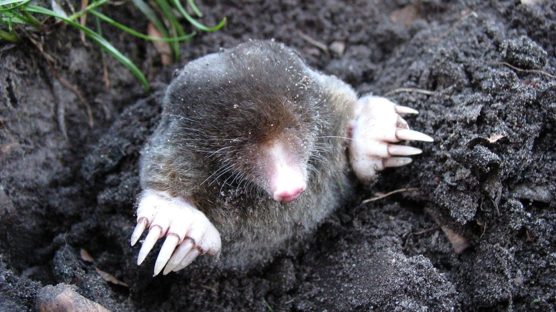 Mole with white claws digging in dark soil with grass nearby
