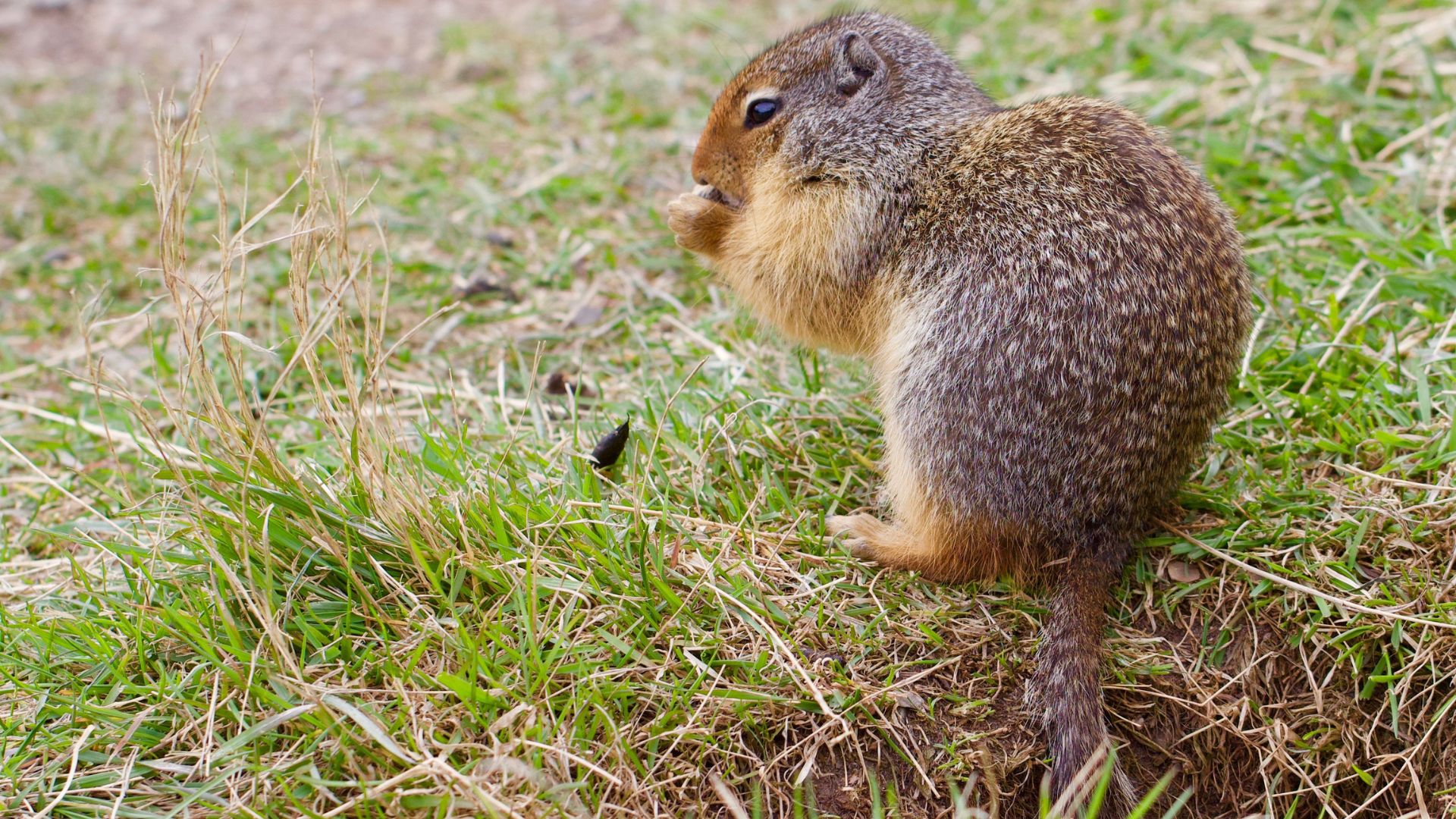 Ground squirrel sitting in grassy field, looking alert and fluffy