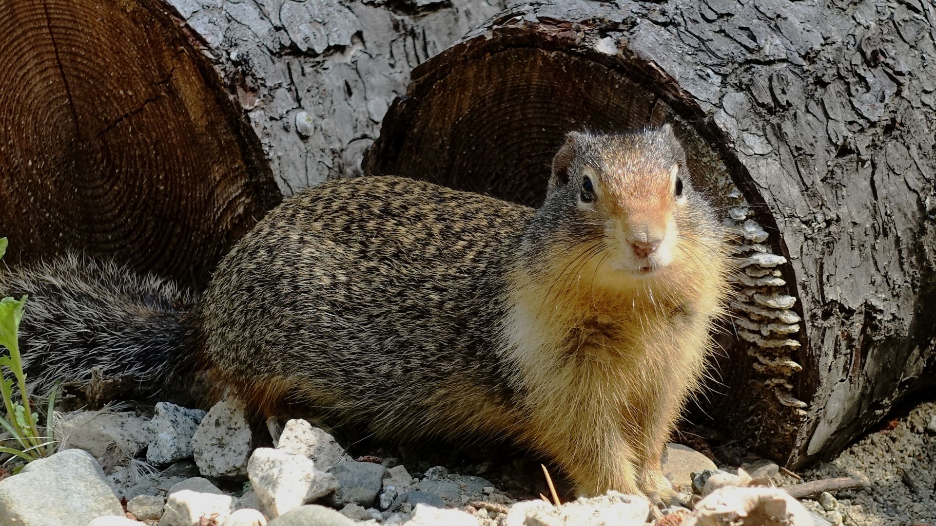Squirrel sitting on rocks near tree stump with textured bark