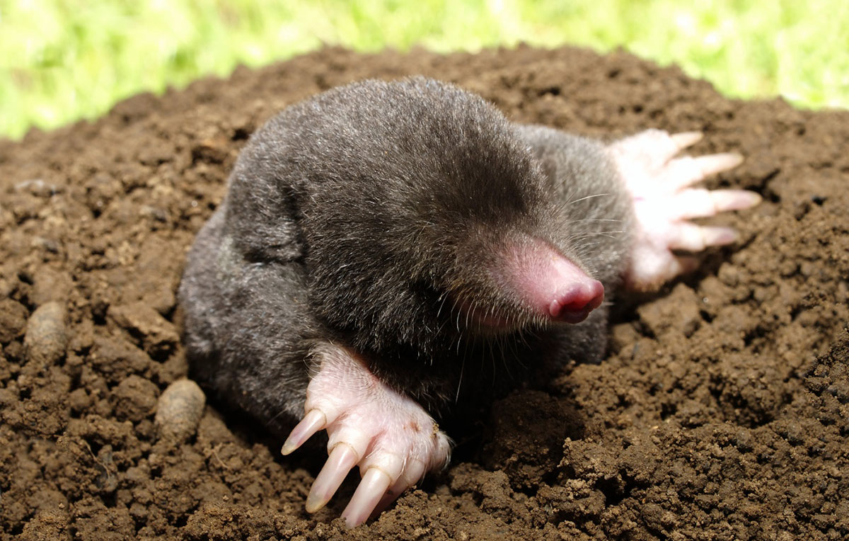 Gray mole with pink nose burrowing in dark soil with green background