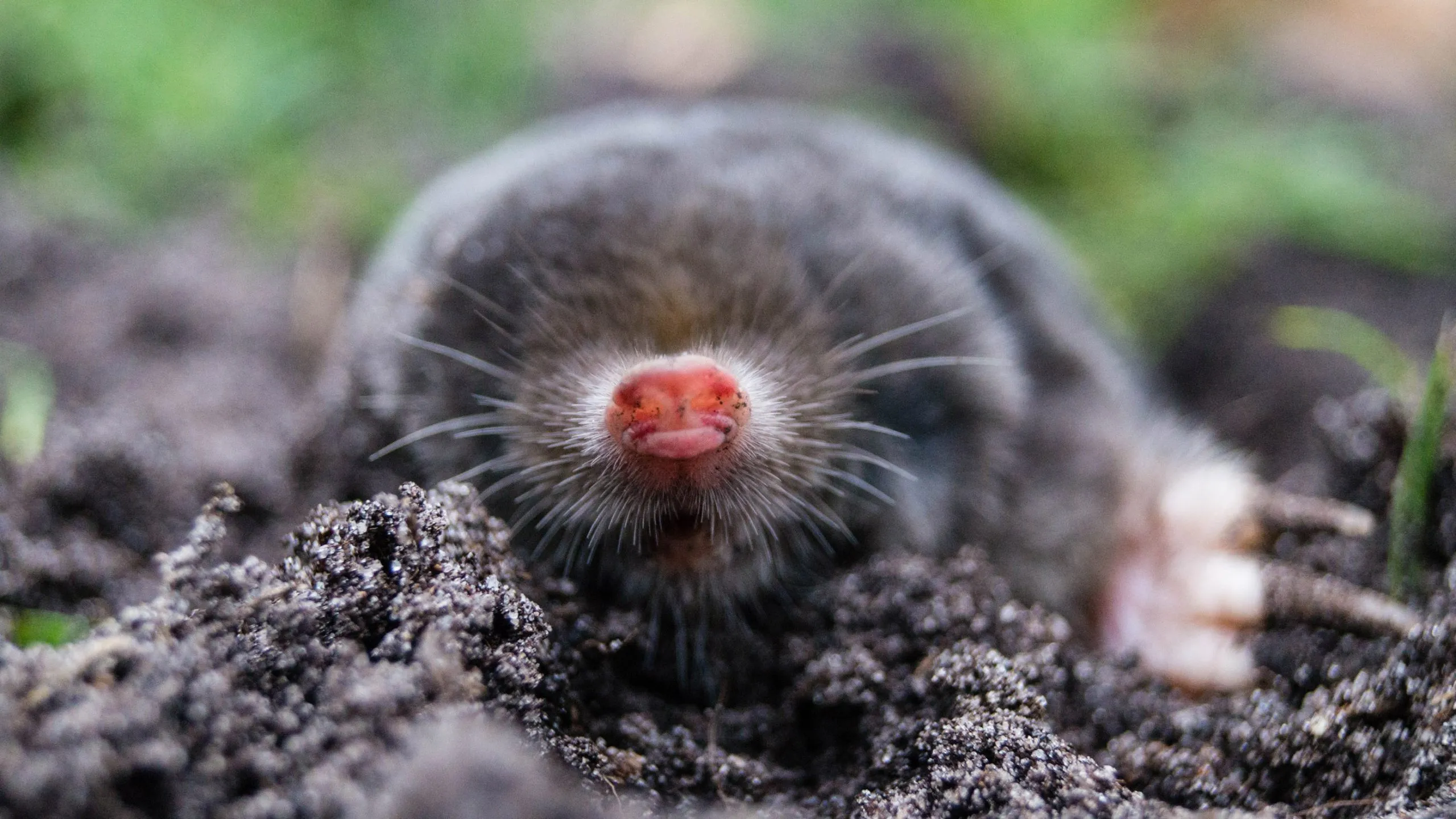 Mole with pink nose emerging from dark soil, surrounded by blurry green background