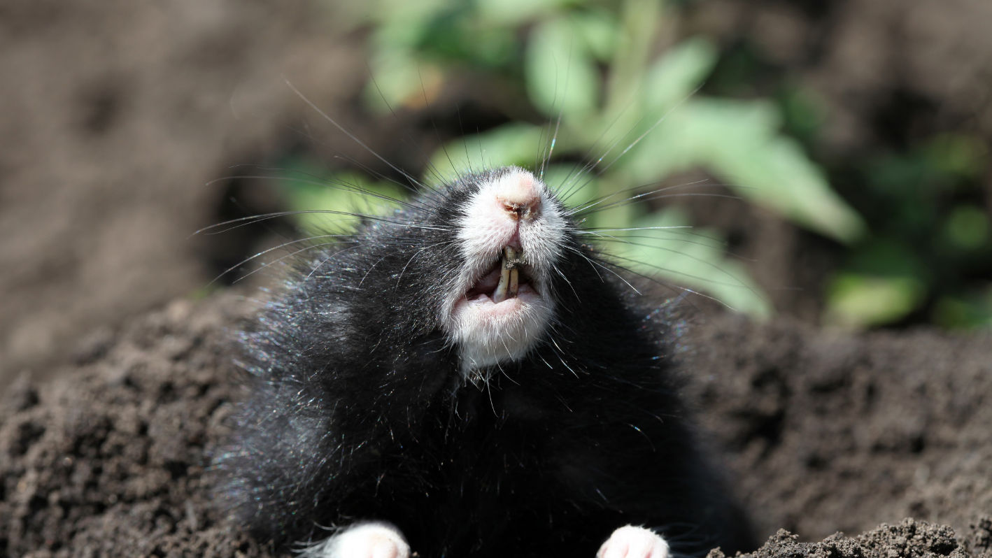 A small black and white animal sitting in the dirt