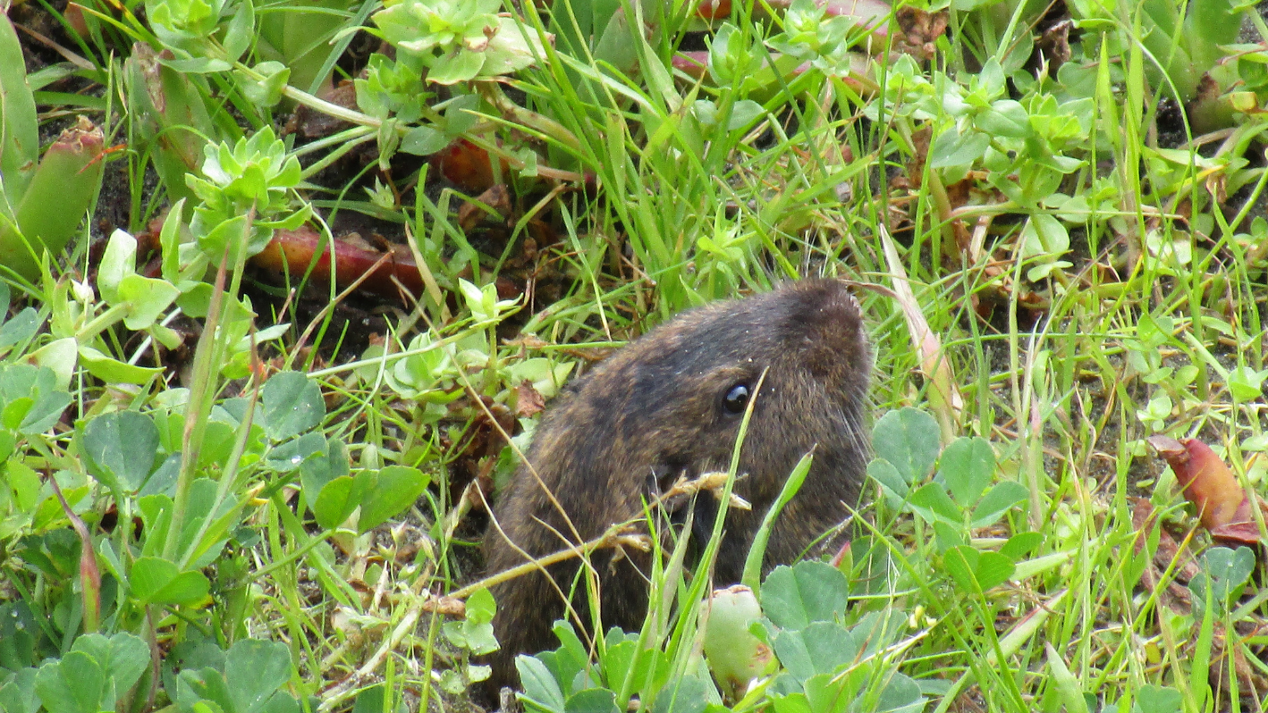 A small animal in a field of grass