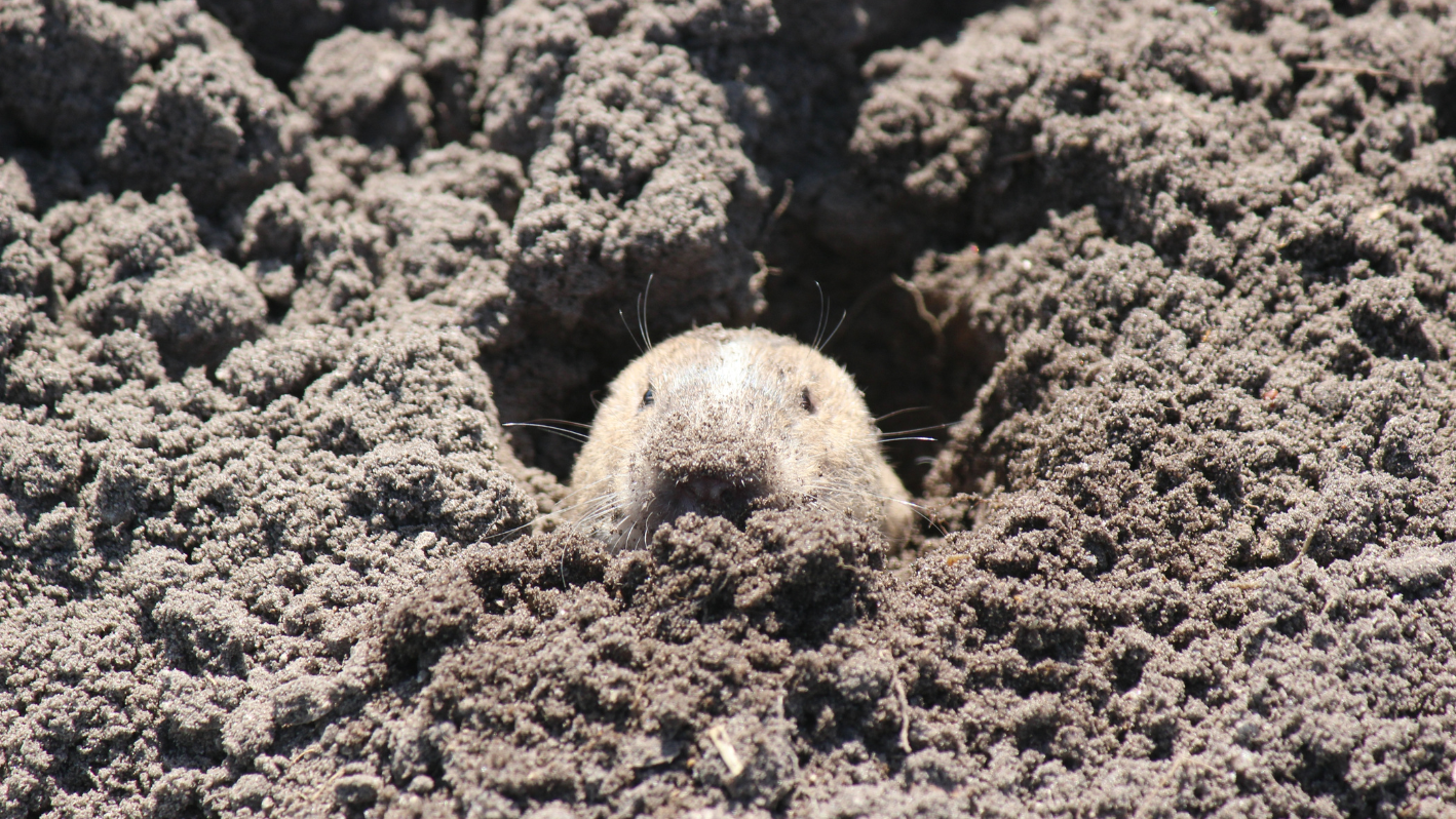 A close up of a small animal in the dirt