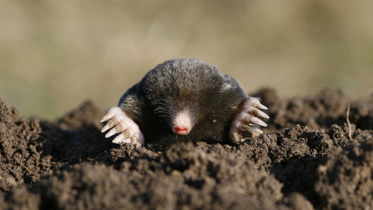 A small animal that is sitting in the dirt