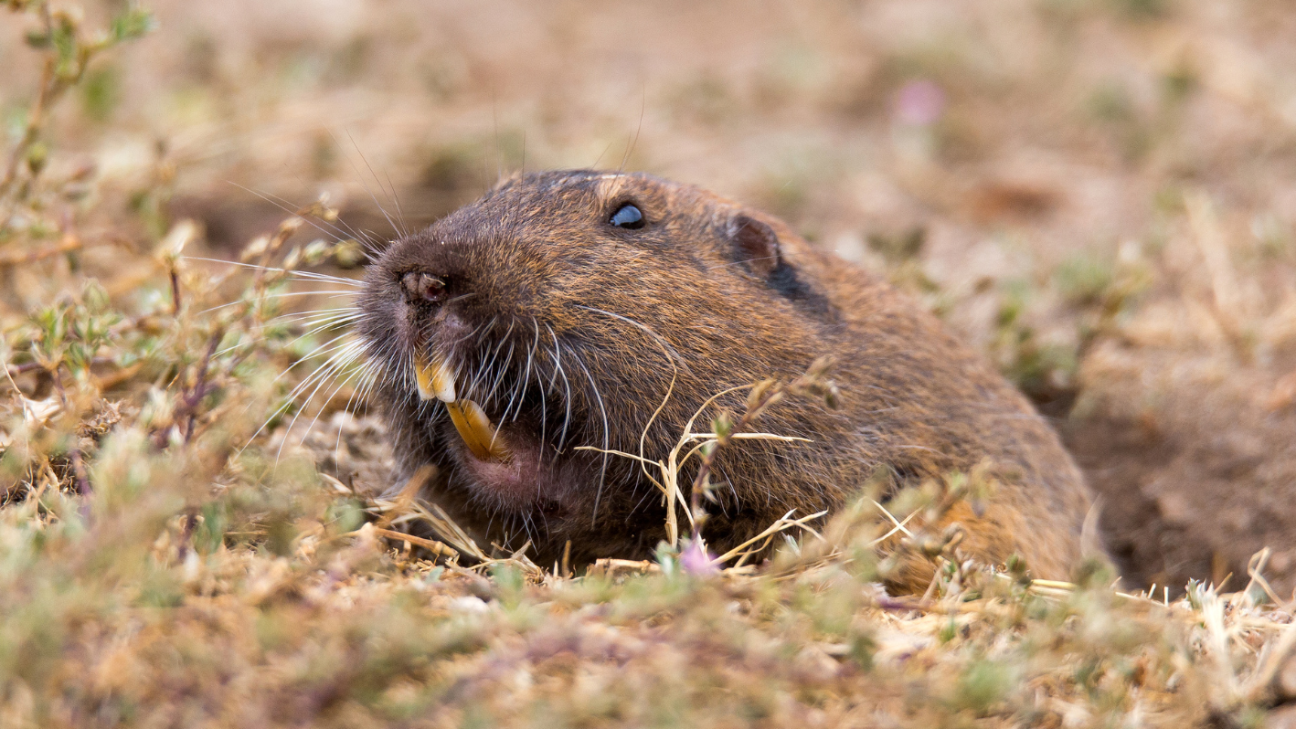 A rodent eating something in the grass