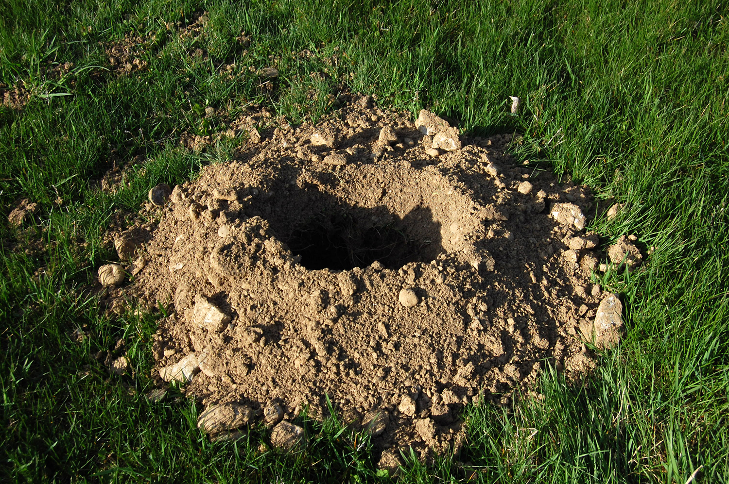 Large hole dug in grassy ground with displaced dirt and rocks
