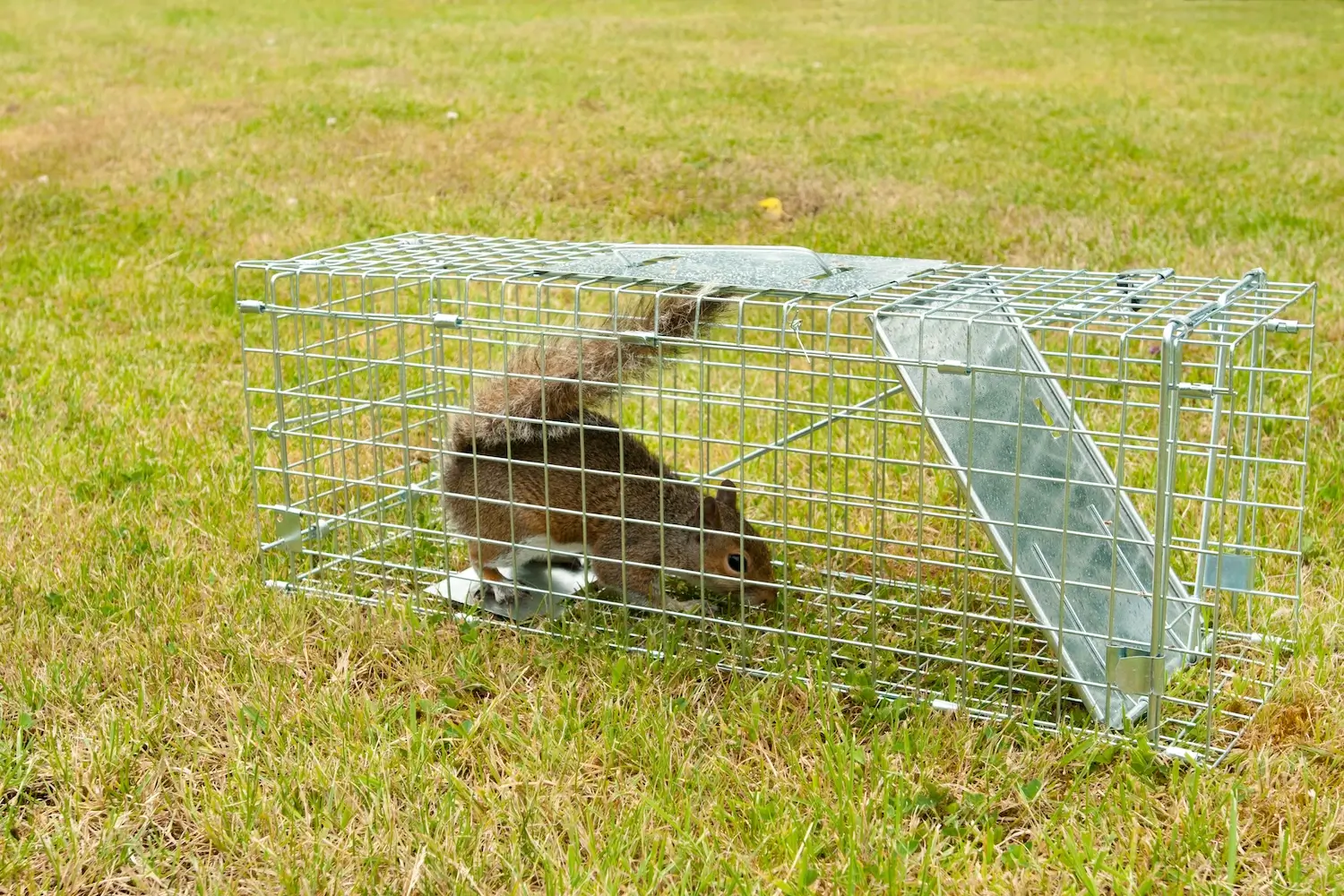 Rabbit caught in a wire cage trap on grassy ground