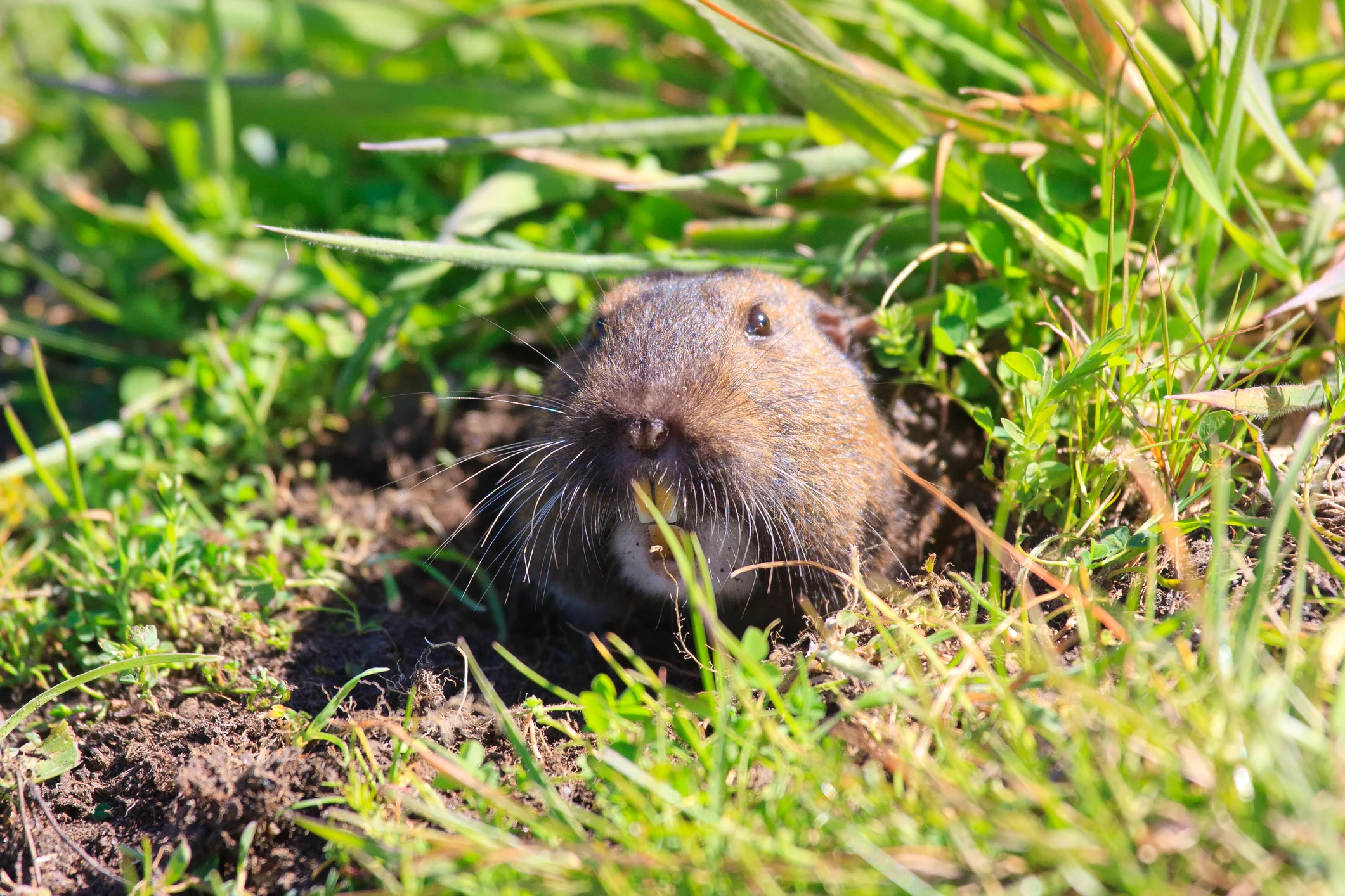 Gopher peeking out from grassy burrow, whiskers and fur visible