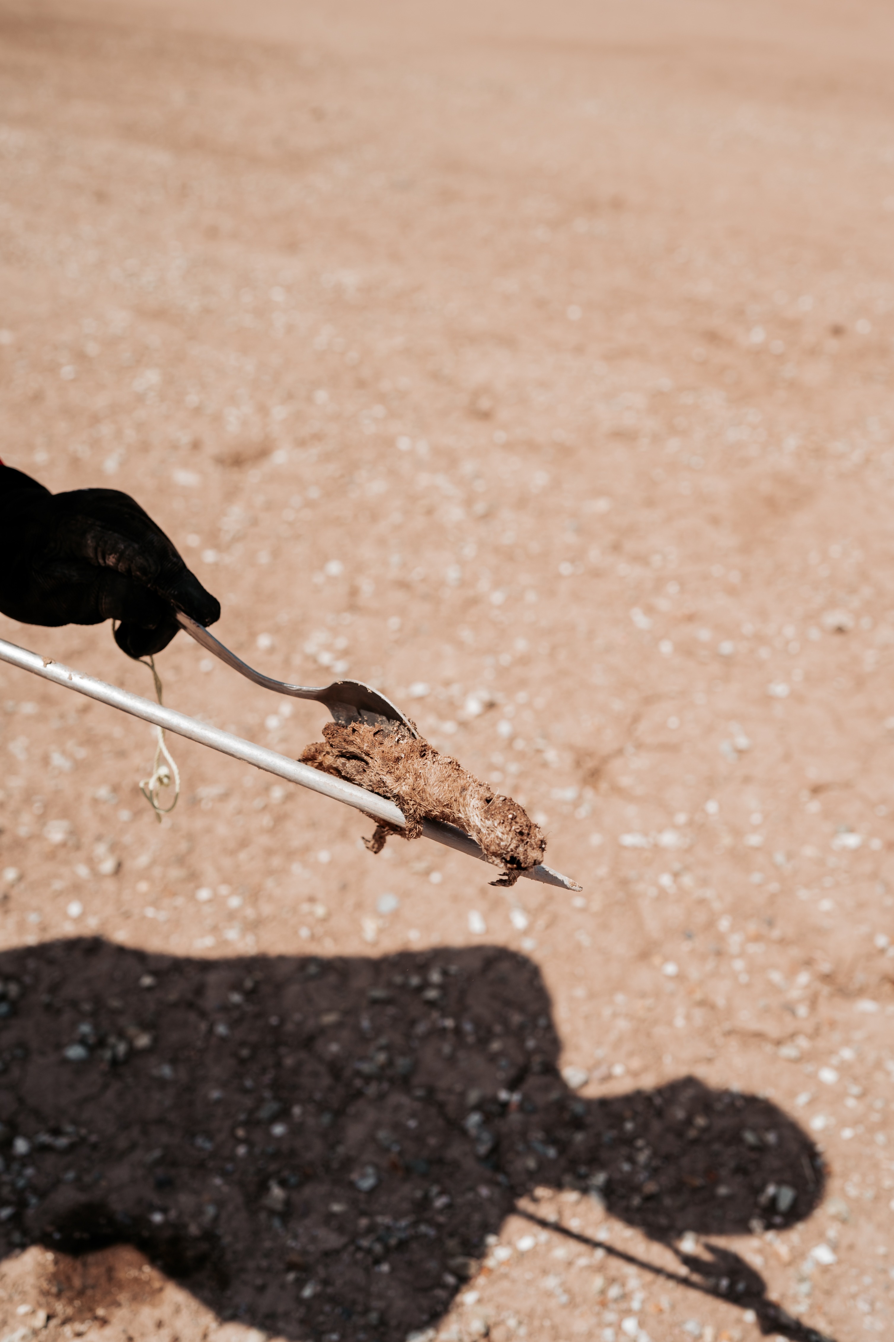 Gloved hand holding a muddy stick or root on sandy ground
