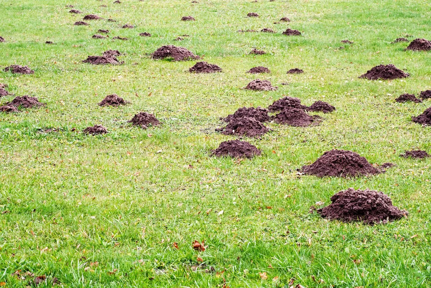 Numerous mole hills scattered across a green grassy lawn